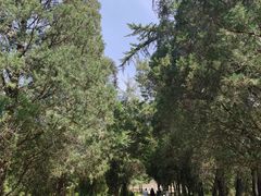 -明鲁王陵