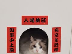 -楼上猫咖(罗湖店)