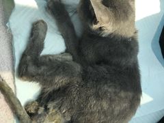 -恒康宠物医院(司背后街店)