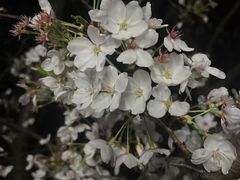 -高东镇樱花园