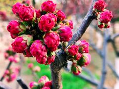 -永定河休闲森林公园