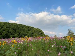 -嘉北郊野公园