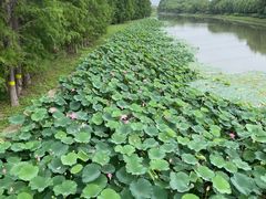 -嘉北郊野公园