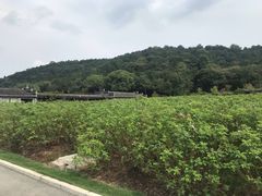 -龙寺生态园