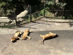 -大连森林动物园