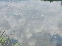 -洱海月湿地公园