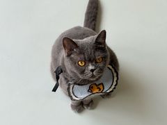 -豆逗聊愈猫阁Easy Life