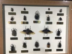 -上海昆虫博物馆