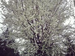 -德克士(肥城新华商场店)