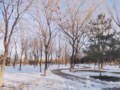 -大兴滨河森林公园