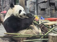 -栾川竹海野生动物园