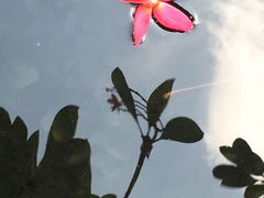 -白天鹅宾馆·流浮阁咖啡厅