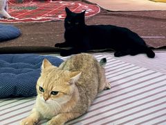 -大型宠物商超·宠海王国·宠物猫狗活体·用品·美容(新世界百货重庆店)