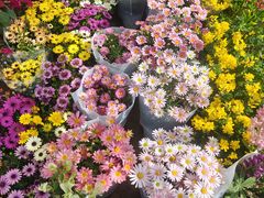 -金陵花卉交易市场