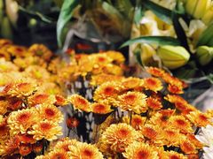-双季花艺园艺市场(浦东店)