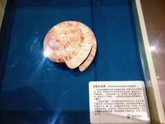 -青岛贝壳博物馆