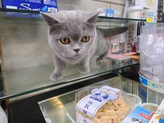 -正飞鲜奶(吐鲁番路店)