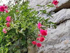 -高荡千年布依古寨旅游景区