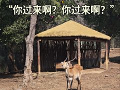 -合肥野生动物园