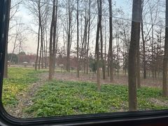 -合肥滨湖国家森林公园