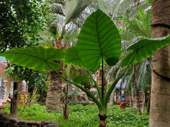-呀路古热带植物园