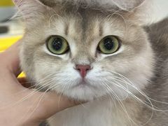 -momokira米努特·德文卷毛猫·棉花面纱犬