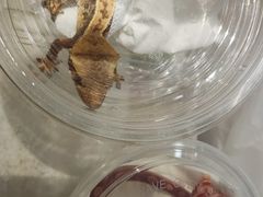 -酷以爬仙阁实体爬宠店·守宫·蜥蜴·专业繁育