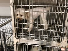 -佳雯宠物医院(四明中路分院)