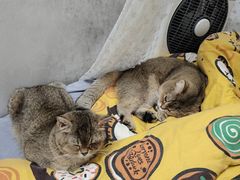 -瑞派动物医院·绝育·犬猫全科·预防医学(光景江南中店)