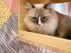 -滚猫咖啡·猫咖·猫友好撸猫(未来城店)