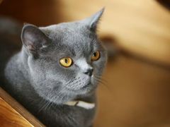 -猫咖时代(中山亭店)