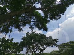 -东莞植物园