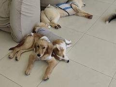 -怪兽屋·羊驼·猫咖·狗咖(俊华广场店)