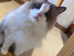 -藏猫猫咖啡主题馆(中央大道店)
