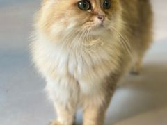 -豆逗聊愈猫阁Easy Life