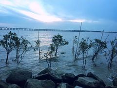 -宝安西湾红树林湿地公园