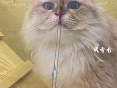 -猫十亿·布偶金渐层·曼基康矮脚猫舍(青年路店)