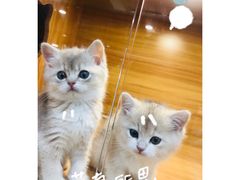 -猫十亿·布偶金渐层·曼基康矮脚猫舍(青年路店)