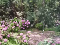 -鹅湖玫瑰文化园