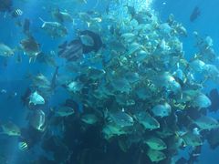 -瑞德姆美人鱼海底演艺主题餐厅(亚龙湾店)