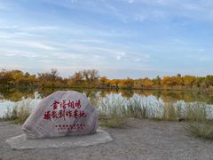 -金塔沙漠胡杨林景区