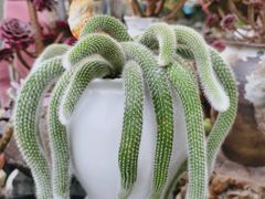 -桂林市花鸟市场