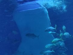 -烟台海昌鲸鲨海洋公园