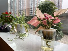 -青山上品咖啡·日式法兰绒手冲(高岛屋百货店)