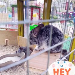 -萌宠亲子动物乐园(槐房万达店)