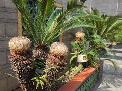 -广州神农草堂中医药博物馆