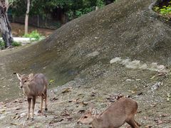 -清迈夜间动物园