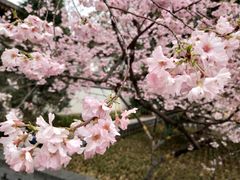 -西安青龙寺遗址景区