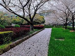 -武汉大学-樱园