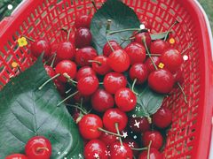 -樱桃山旅游景区